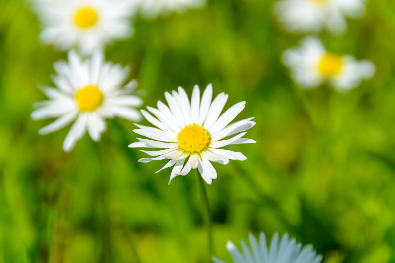 A close up of some daisies in the grass